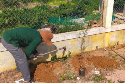 “Tết trồng cây” “Tết trồng cây”